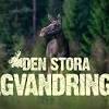 Den stora älgvandringen